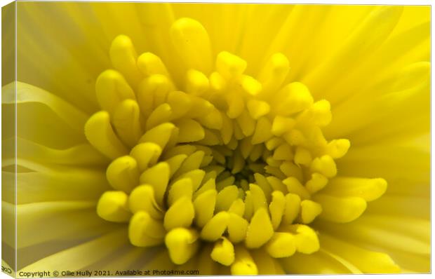 Yellow Chrysanthemum flower  Canvas Print by Ollie Hully