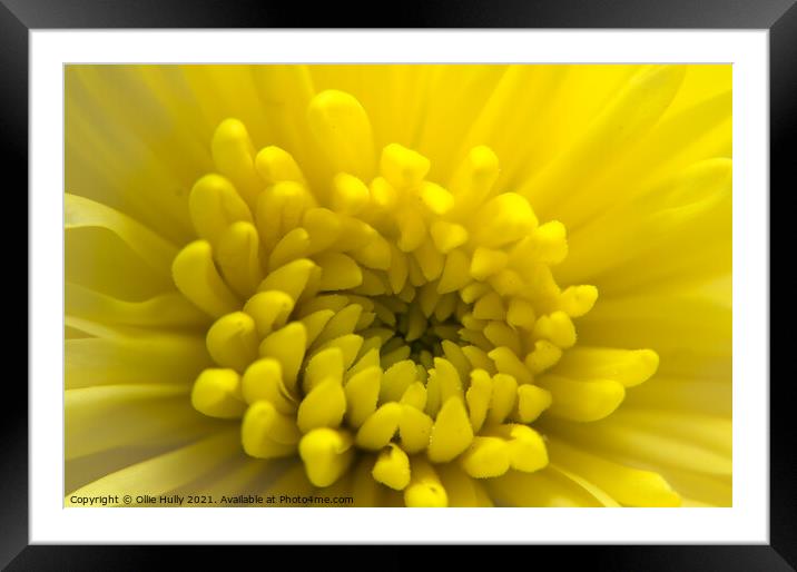 Yellow Chrysanthemum flower  Framed Mounted Print by Ollie Hully