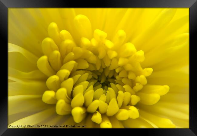 Yellow Chrysanthemum flower  Framed Print by Ollie Hully