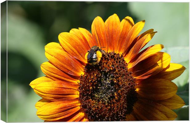 Sunflower and Bumblebee Canvas Print by Kathryn O'Brien