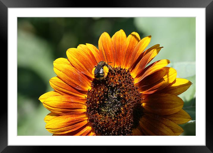 Sunflower and Bumblebee Framed Mounted Print by Kathryn O'Brien