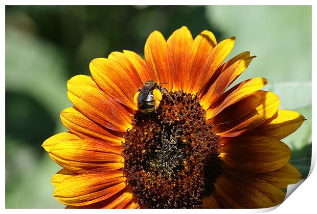 Sunflower and Bumblebee Print by Kathryn O'Brien