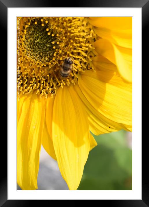Sunflower Framed Mounted Print by Jacqueline Jones