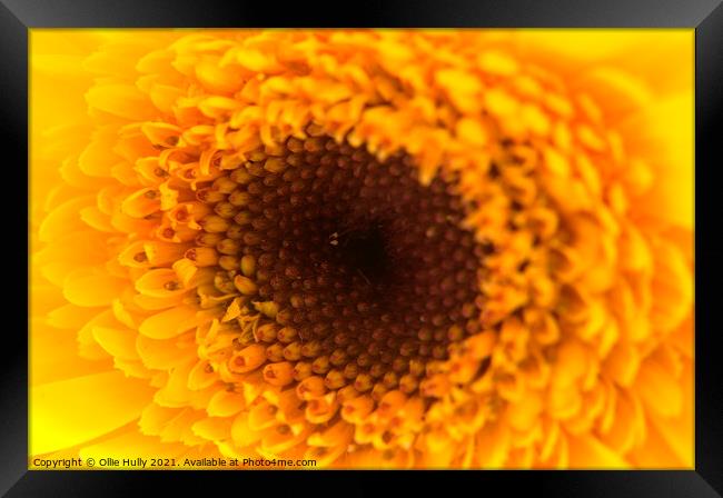 A close up of a yellow and orange flower Framed Print by Ollie Hully