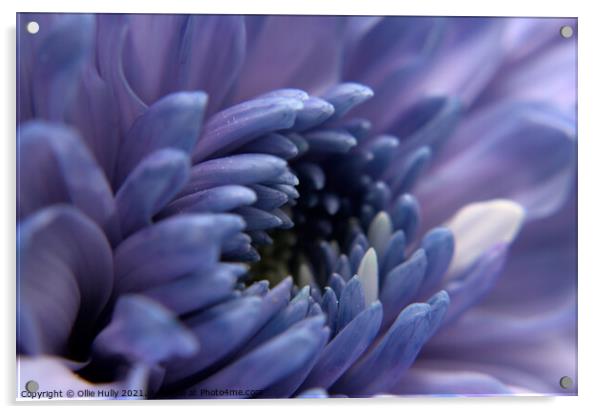 purple flower Acrylic by Ollie Hully