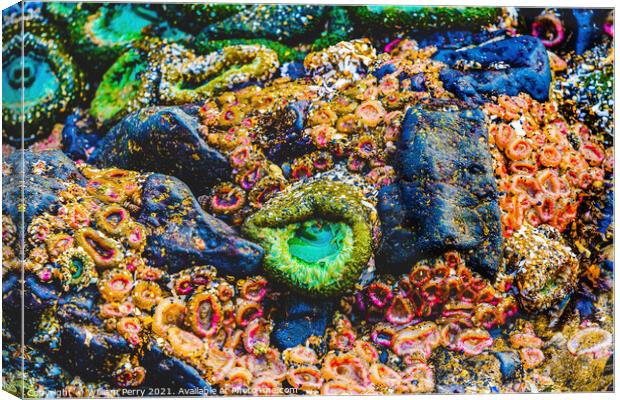 Colorful Anemones Low Tide Pools Canon Beach Oregon Canvas Print by William Perry