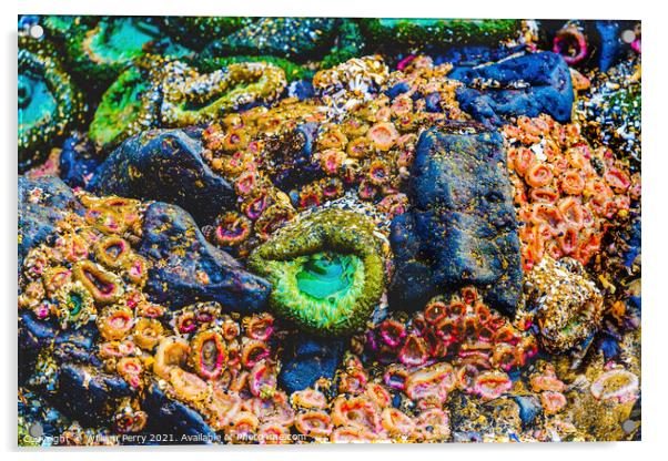 Colorful Anemones Low Tide Pools Canon Beach Oregon Acrylic by William Perry