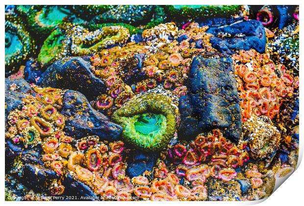 Colorful Anemones Low Tide Pools Canon Beach Oregon Print by William Perry