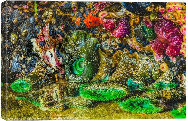 Colorful Green Anemones Low Tide Pools Canon Beach Oregon Canvas Print by William Perry