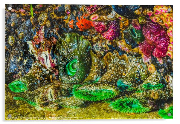 Colorful Green Anemones Low Tide Pools Canon Beach Oregon Acrylic by William Perry