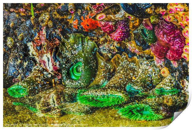 Colorful Green Anemones Low Tide Pools Canon Beach Oregon Print by William Perry