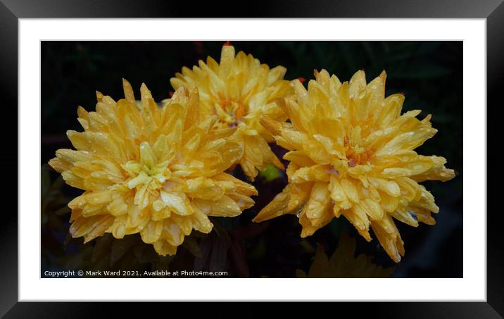 Chrysanthemums after a Shower Framed Mounted Print by Mark Ward