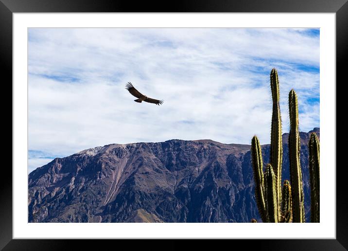 Condor soaring over the Andes, Peru Framed Mounted Print by Phil Crean