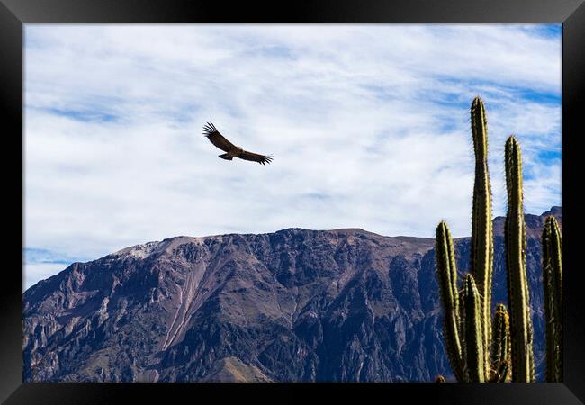 Condor soaring over the Andes, Peru Framed Print by Phil Crean