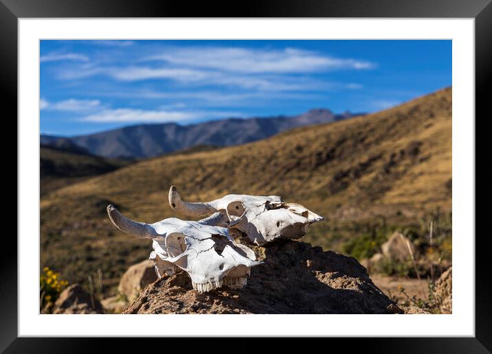 Bleached white cow skulls, Peru Framed Mounted Print by Phil Crean
