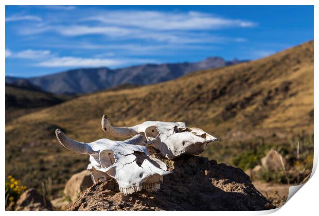 Bleached white cow skulls, Peru Print by Phil Crean