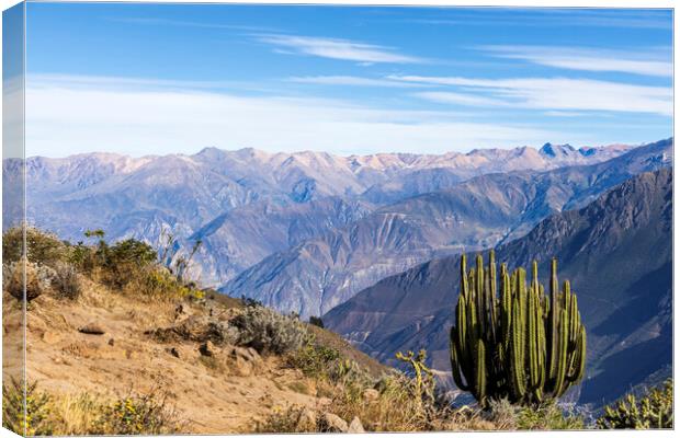 Cactus on the rim of the Colca Canyon, Peru Canvas Print by Phil Crean