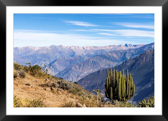 Cactus on the rim of the Colca Canyon, Peru Framed Mounted Print by Phil Crean