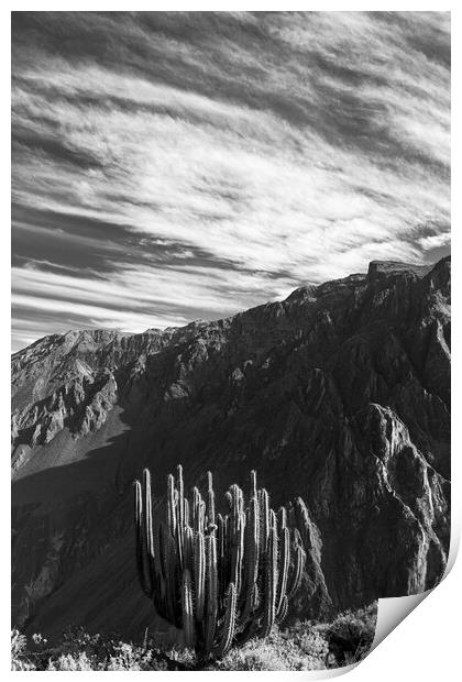 Colca canyon in the Andes, Peru Print by Phil Crean