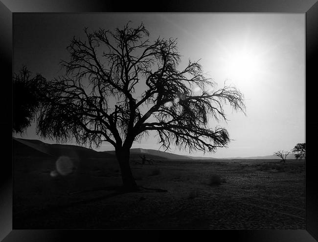 Desert Tree with Sun Flare Framed Print by Serena Bowles