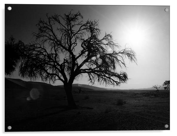 Desert Tree with Sun Flare Acrylic by Serena Bowles