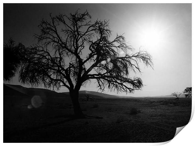 Desert Tree with Sun Flare Print by Serena Bowles