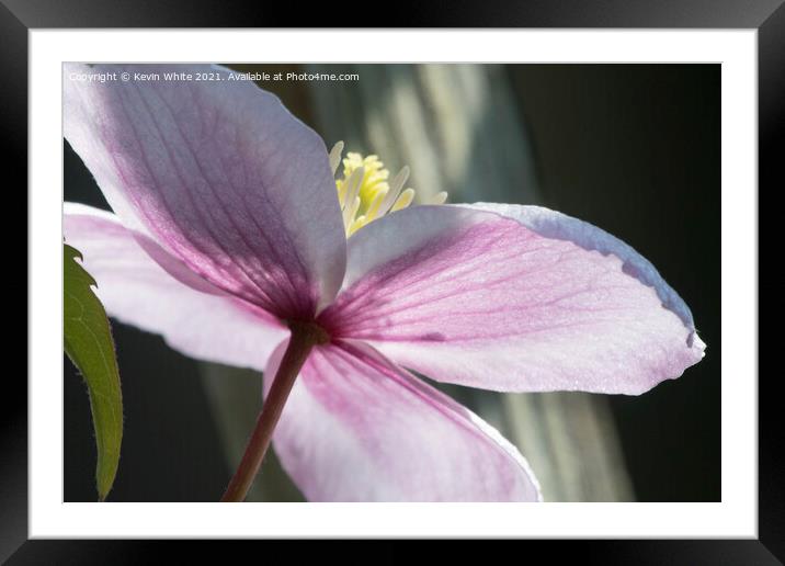 Delicate spring petals Framed Mounted Print by Kevin White