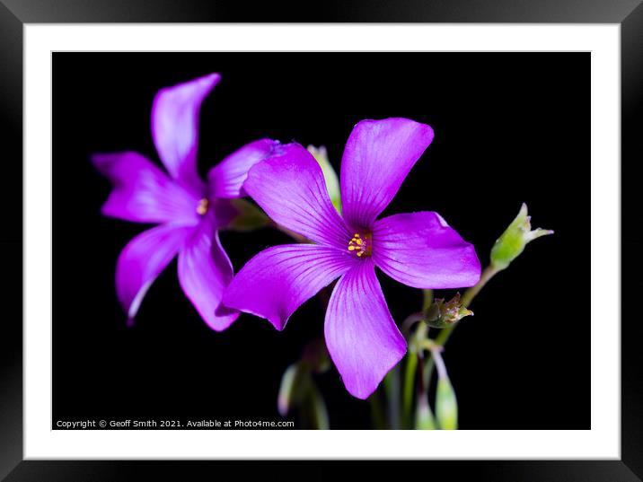 Purple Wood Sorrel flower Framed Mounted Print by Geoff Smith