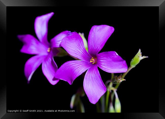 Purple Wood Sorrel flower Framed Print by Geoff Smith
