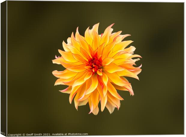 Dahlia Grandalia 'Sunny Flame' Flower  Canvas Print by Geoff Smith