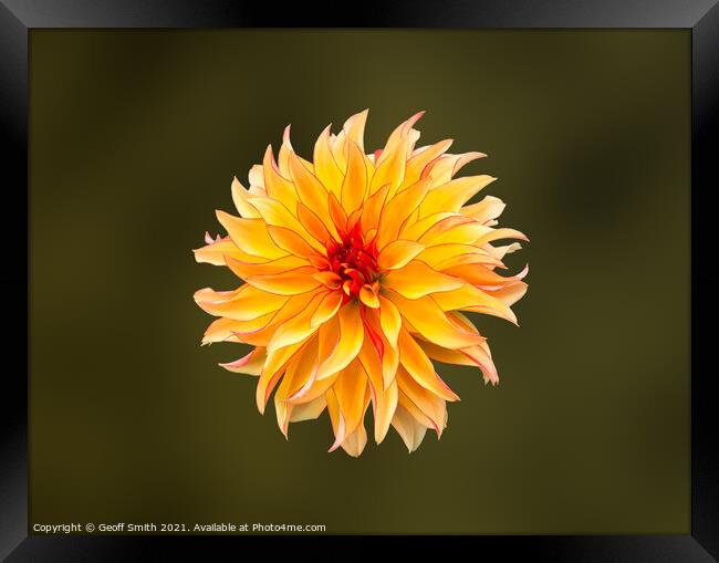 Dahlia Grandalia 'Sunny Flame' Flower  Framed Print by Geoff Smith