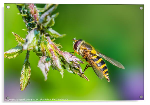 Hoverfly in Summer Acrylic by Geoff Smith