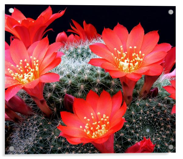 Flowering Cactus Acrylic by Tony Bates
