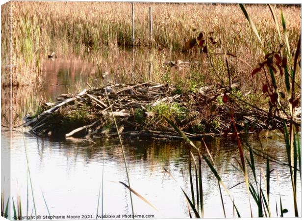 Beaver Dam Canvas Print by Stephanie Moore