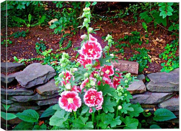 Pink Hollyhocks Canvas Print by Stephanie Moore