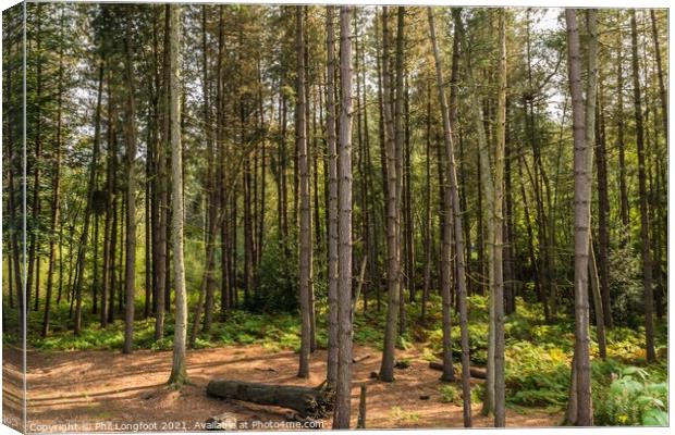 A place to rest in the forest  Canvas Print by Phil Longfoot