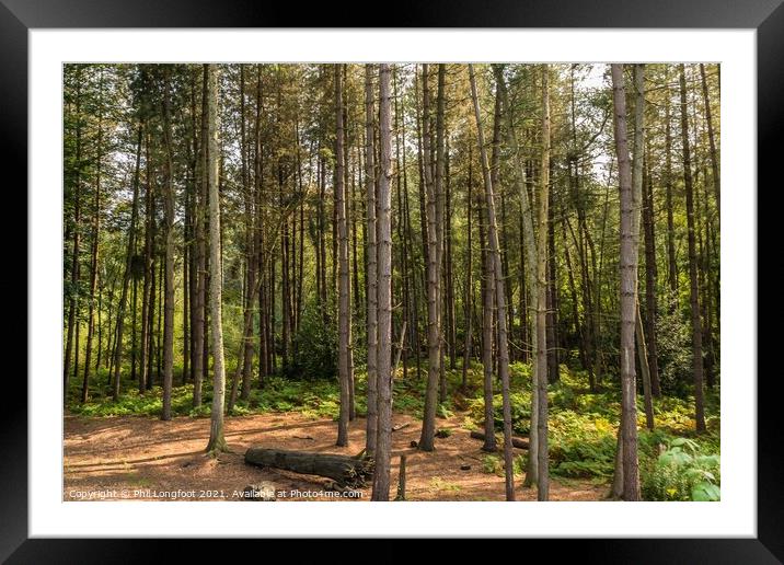 A place to rest in the forest  Framed Mounted Print by Phil Longfoot