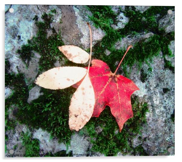 Fallen Leaves Acrylic by Stephanie Moore