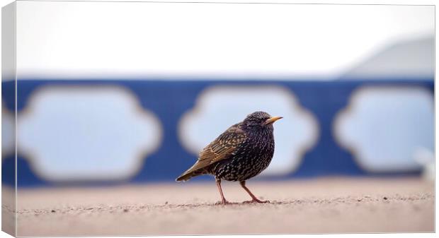 Starling  Canvas Print by Victor Burnside