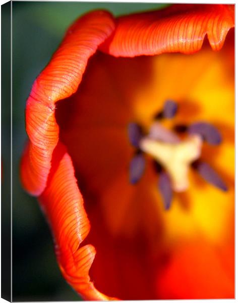 Delicate Orange Tulip Canvas Print by Serena Bowles