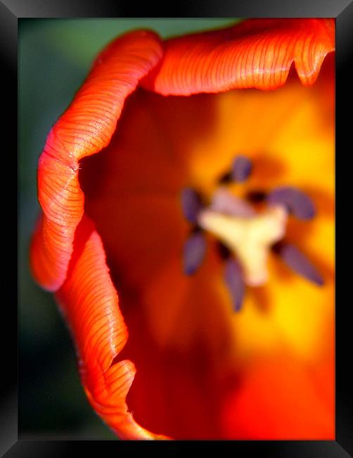 Delicate Orange Tulip Framed Print by Serena Bowles