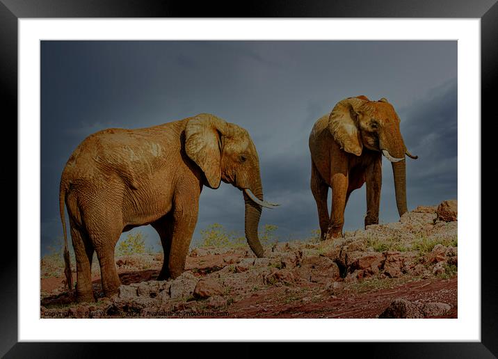 Elephants on the shores of Lake Kariba, Zimbabwe Framed Mounted Print by Paul W. Kerr