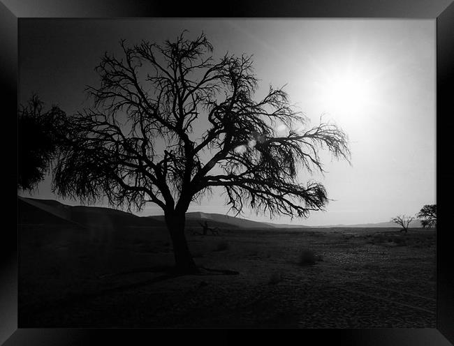 Desert Tree Framed Print by Serena Bowles