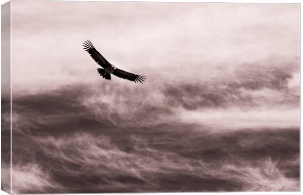 Condor against the sky, Peru Canvas Print by Phil Crean