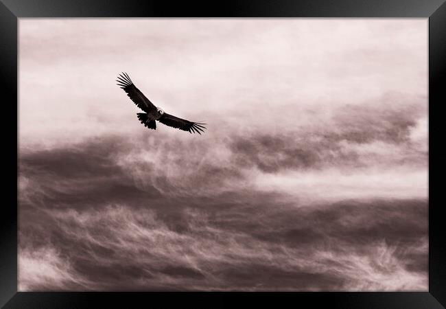 Condor against the sky, Peru Framed Print by Phil Crean