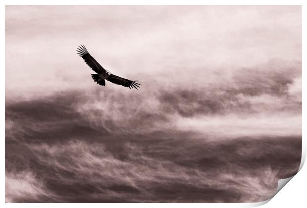 Condor against the sky, Peru Print by Phil Crean