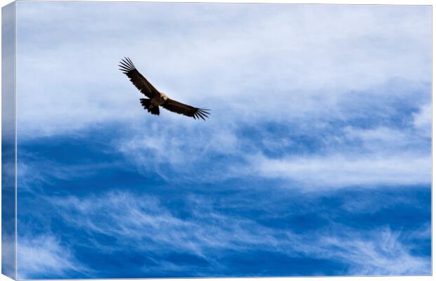 Condor flying high agains the sky, Peru Canvas Print by Phil Crean