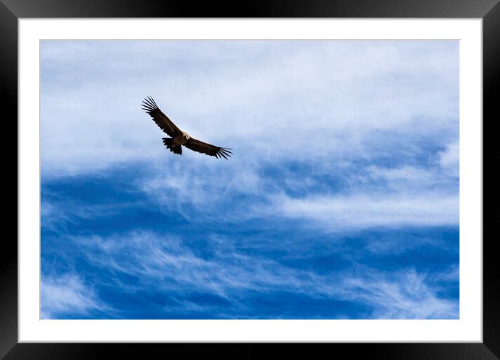Condor flying high agains the sky, Peru Framed Mounted Print by Phil Crean