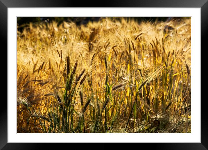 Golden barley, Peru Framed Mounted Print by Phil Crean