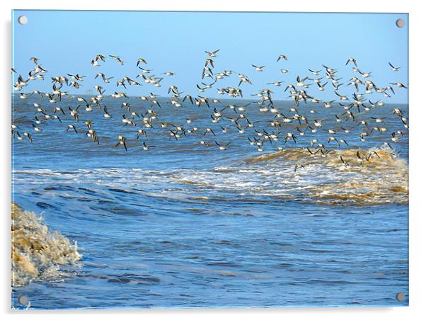 Sanderlings in Flight. Acrylic by Lilian Marshall